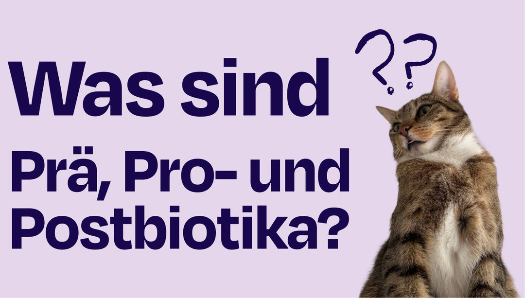 Prä-, Pro- und Postbiotika einfach erklärt #biotika