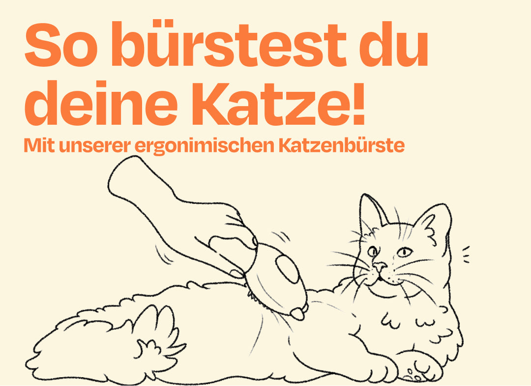 So bürstest du deine Katze richtig!