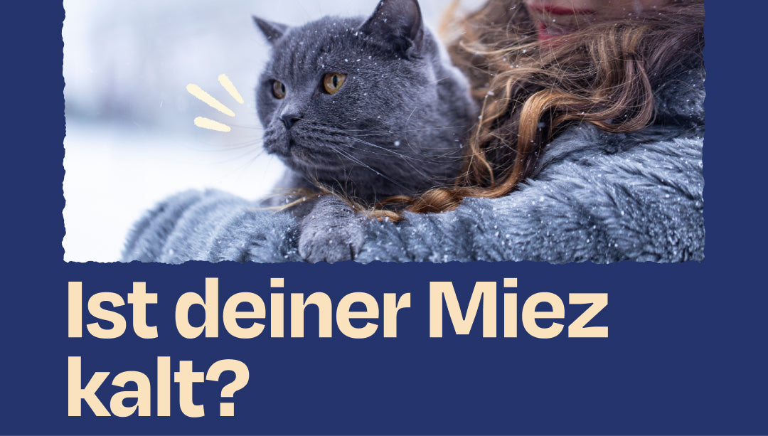 Wie merke ich, wenn meiner Katze kalt ist?