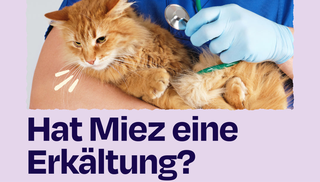 Katzenschnupfen Symptome früh erkennen und deine Katze schützen (Von unserer Tierärztin Larissa)