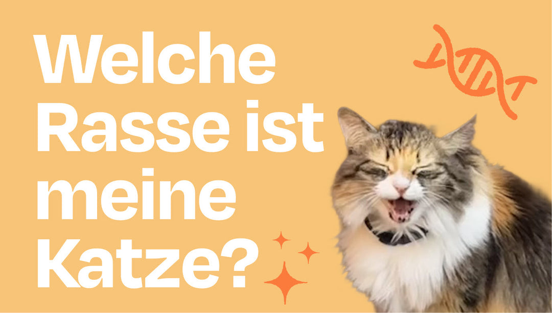 Welche Rasse steckt in meiner Streunerkatze?