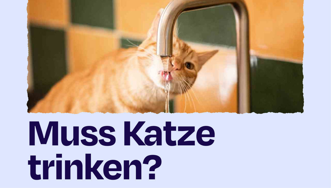 Müssen Katzen wirklich trinken?💧