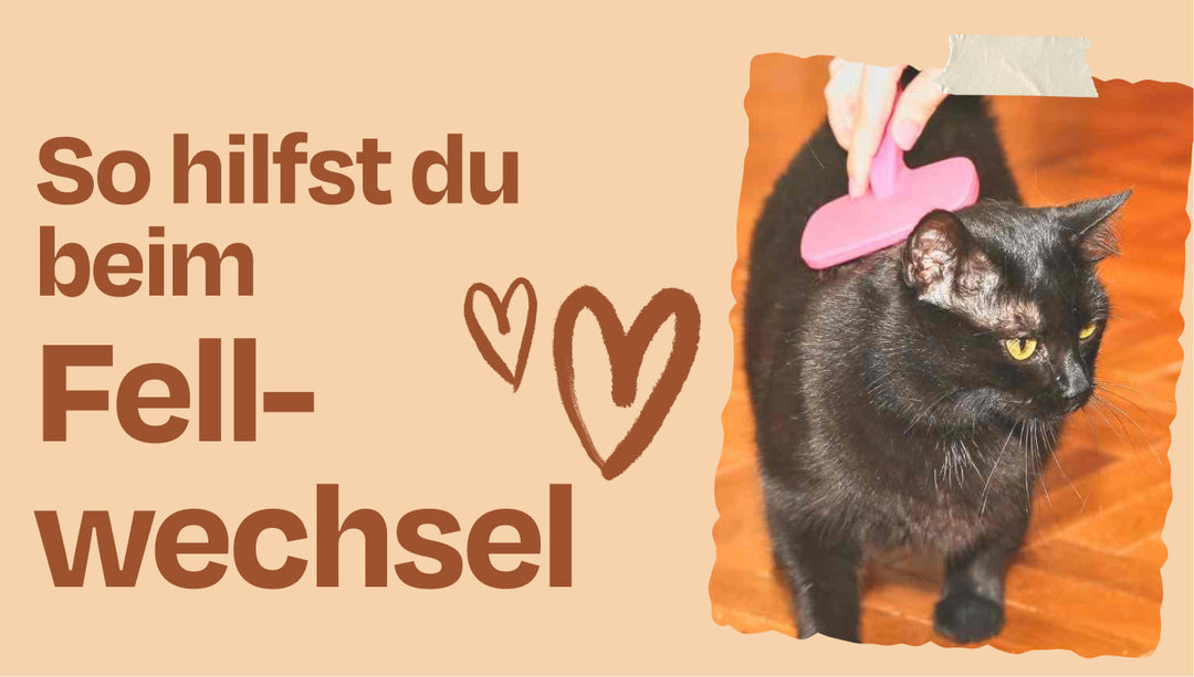 Fellwechsel im März: Warum manche Katze im Frühjahr besonders Hilfe brauchen