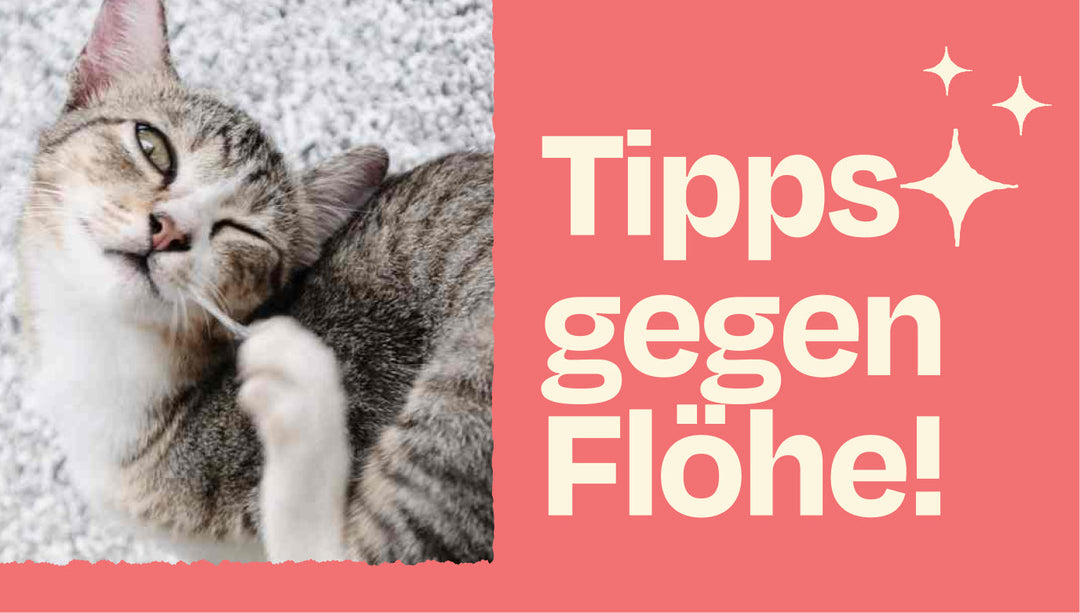 Katze hat Flöhe – Was tun? So wirst du die Plagegeister wieder los