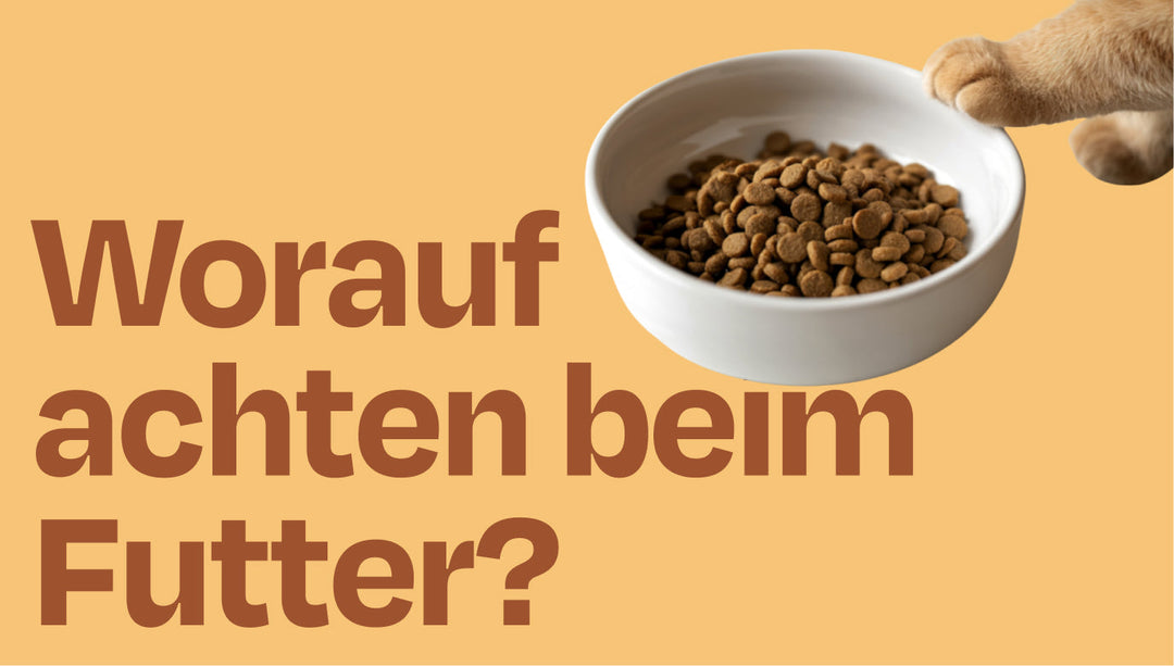 Worauf achtet eine Tierärztin beim Katzenfutter?