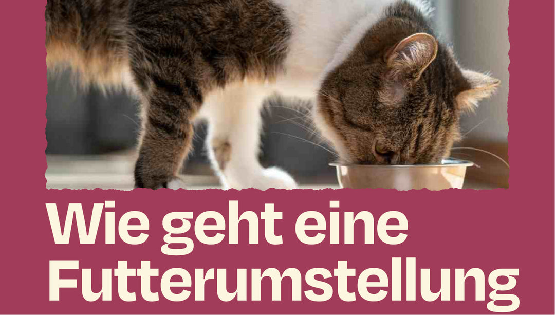 Futterumstellung bei Katzen: 6 Tipps, wie du deine wählerische Katze an neues Futter gewöhnst