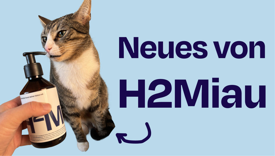 Trinkt deine Katze genug? Das sagen echte Daten zu H2Miau