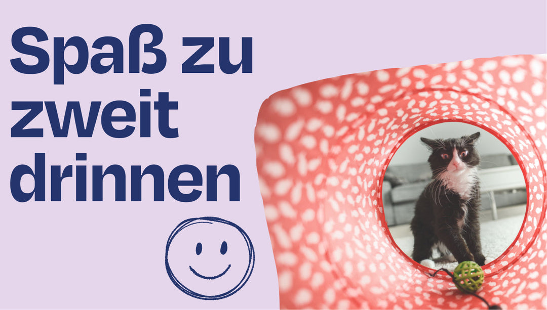 Drinnen-Beschäftigungen mit deiner Katze - so gewinnst du ihre Liebe!