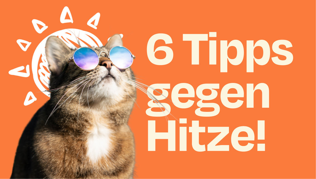 Was tun bei Hitze? 6 Tipps, wie du deine Katze im Sommer abkühlen kannst