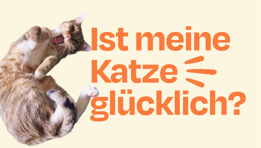 Woran erkenne ich, ob meine Katze glücklich ist? 7 klare Signale