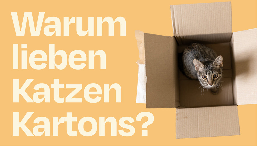 Warum Katzen Kartons lieben – und was das über sie verrät 🐱📦