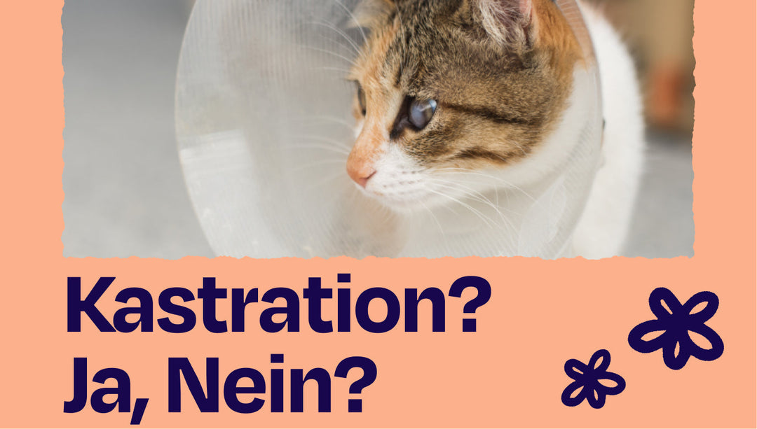 Warum du deine Katze kastrieren solltest – 5 Vorteile für dich und dein Tier