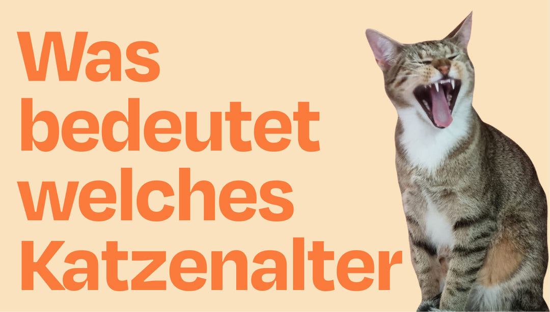 Was bedeutet welches Katzenalter?