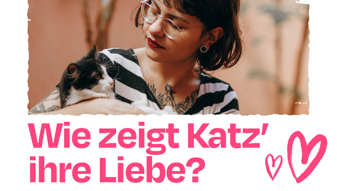 So zeigst du deiner Katze deine Liebe!