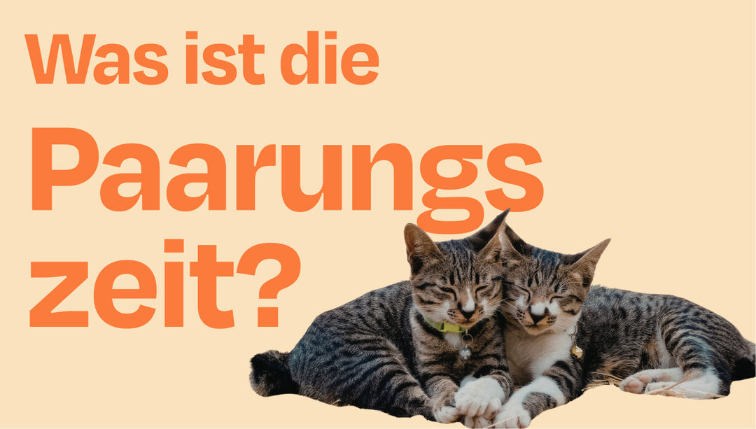 Paarungszeit bei Katzen – was bedeutet das für Freigänger?