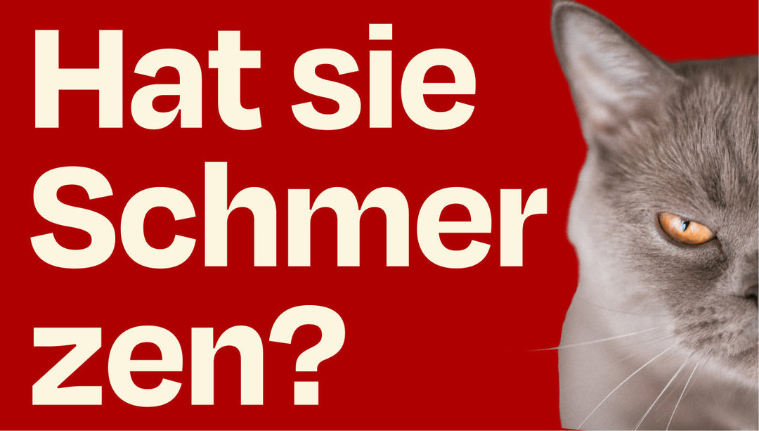 Schmerzen erkennen -  Warum wir so genau hinschauen müssen