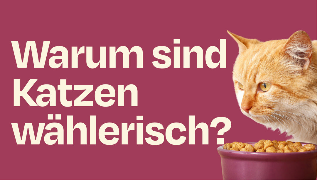 Warum sind Katzen so wählerisch? Und was kann ich tun?