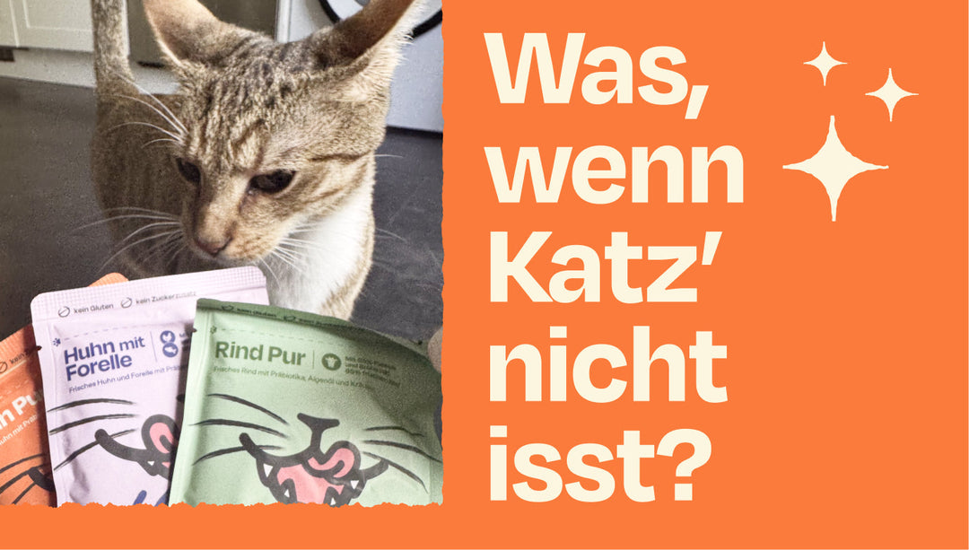 Was kann ich tun, wenn meine Miez nicht isst?