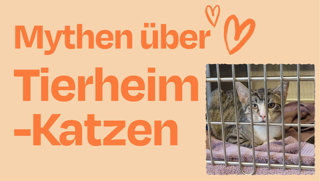 4 Mythen über Tierheim-Katzen - und die Wahrheit