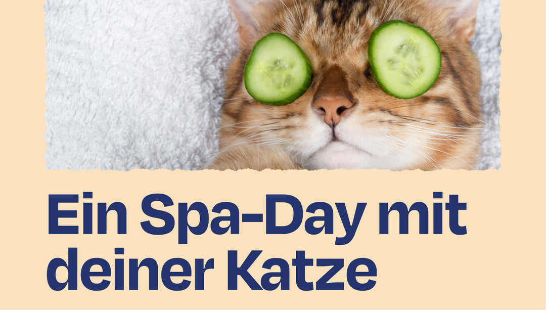 So machst du einen Spa-Day mit deiner Katze