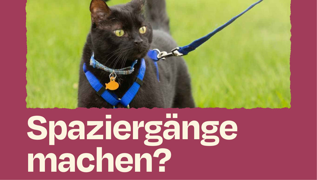 Katzenspaziergang – etwas für dich?