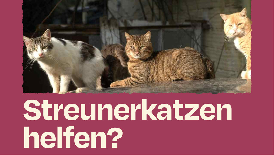 Welt-Streuner-Tag - so kannst du helfen!