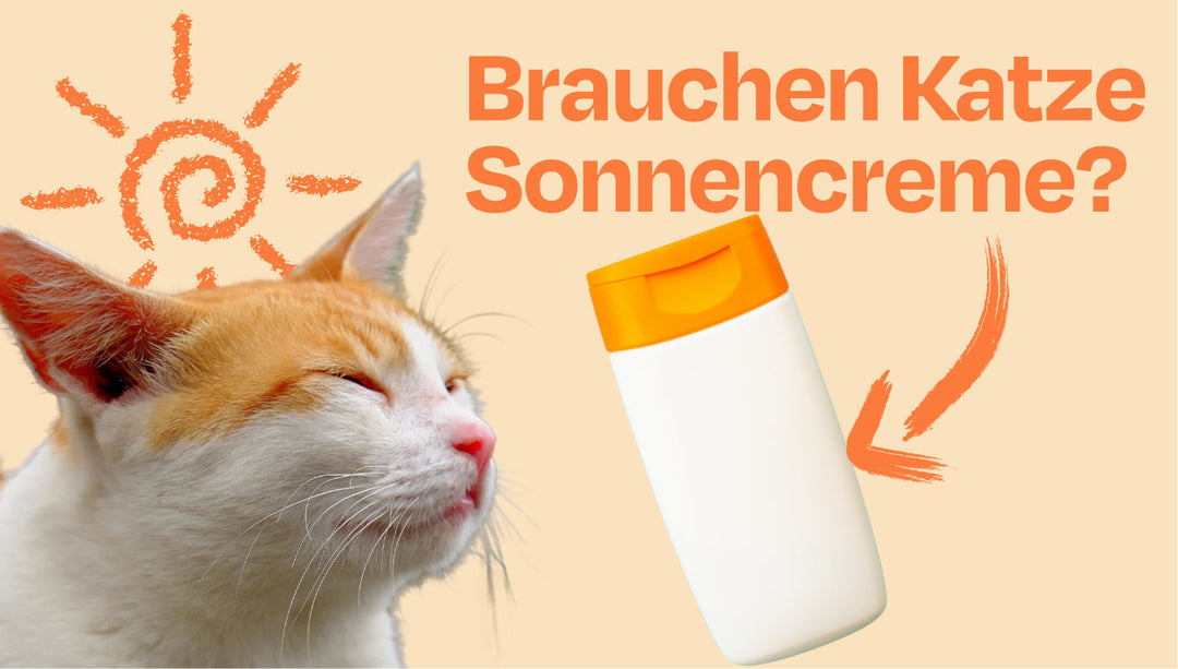 "Brauchen Katzen Sonnencreme?" - 3 Spätsommer-Fragen