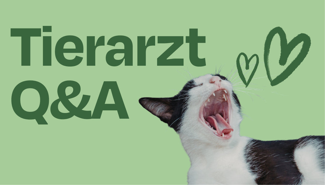 Community Q&A: Brauchen Katzen Vitamine? Und welche ätherische Öle sind sicher?