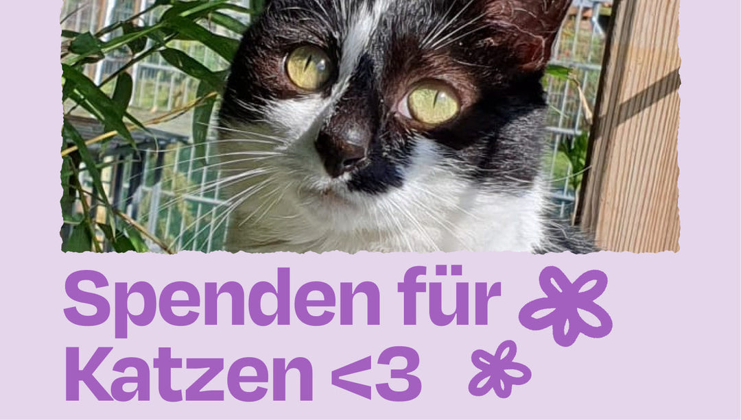 Wir sammeln für 6 deutsche Tierheime!