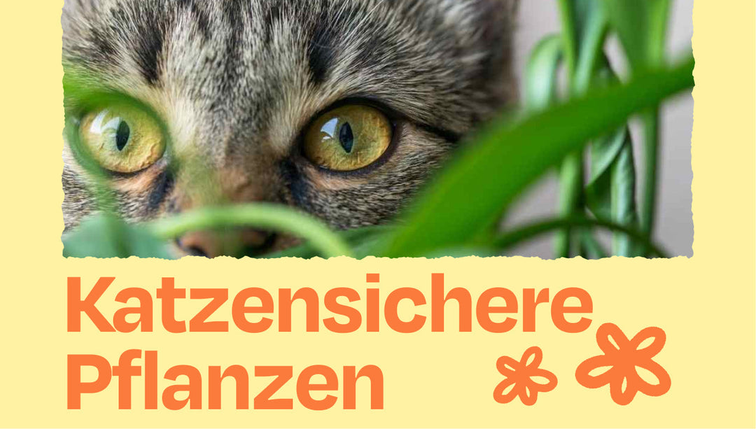 🌿 Katzenfreundliche und -sichere Pflanzen für ein grünes Zuhause