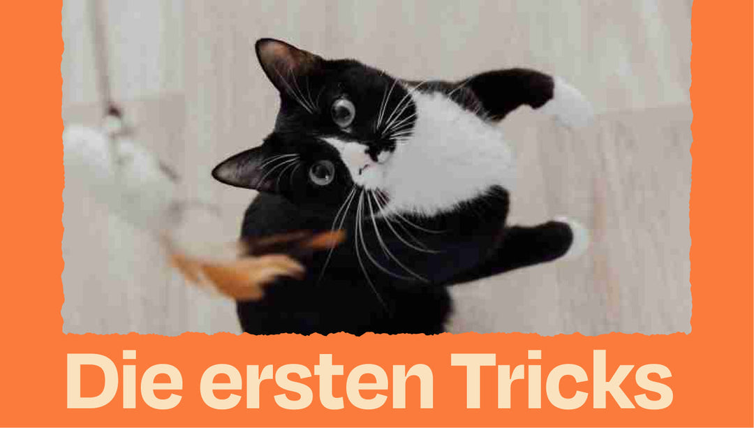 Anleitung fürs Clickertraining – Die ersten 3 Tricks, die du deiner Katze beibringen kannst