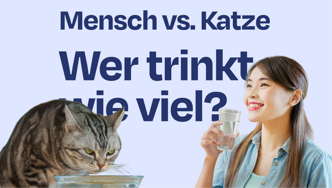 Trinkverhalten Katze: Wie viel trinken Katzen im Vergleich zu uns Menschen?