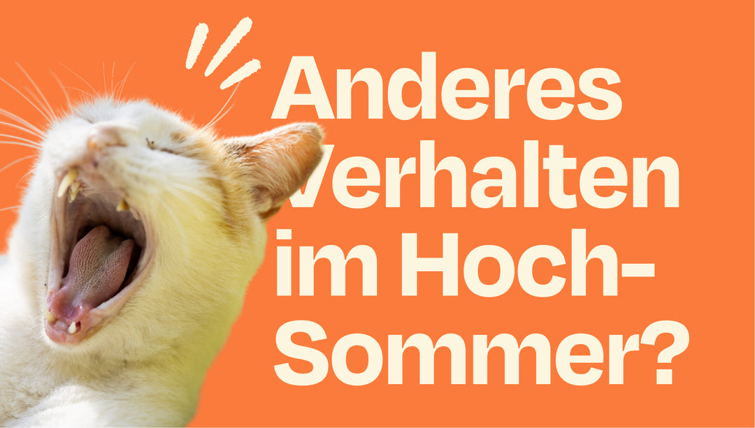 Katzenverhalten im Sommer: Was sich ändert und wie du deine Katze optimal unterstützt