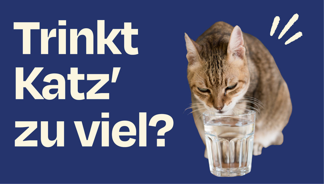 Kann meine Katze zu viel trinken?