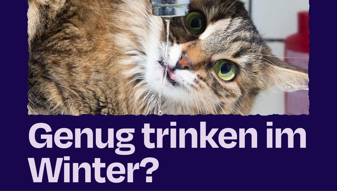 Darum sollte deine Katze im Winter genug trinken!