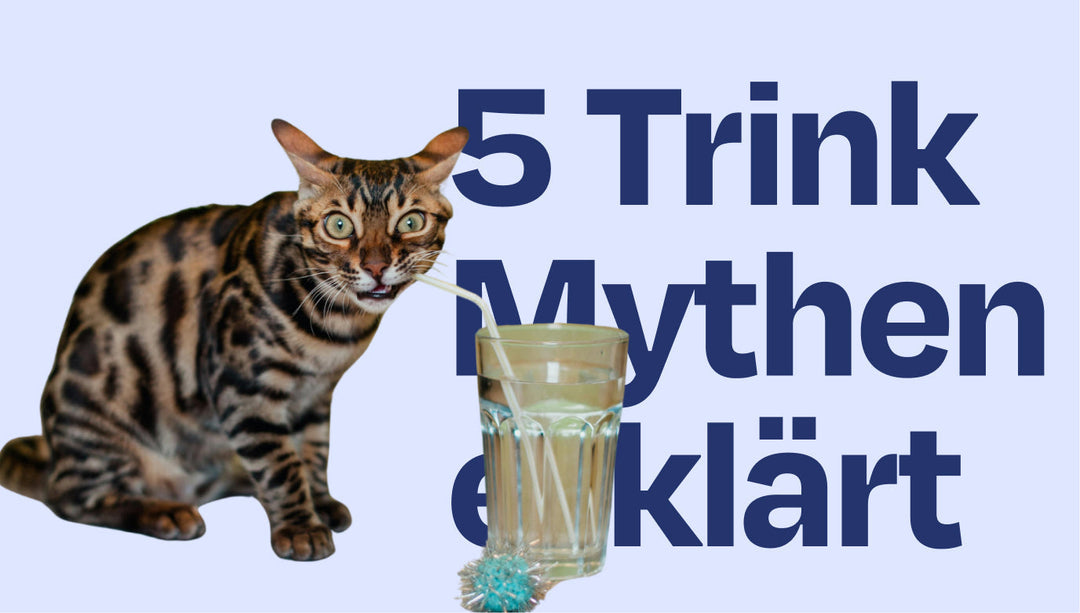 Katzen lieben Milch?! 5 Trinkmythen erklärt!