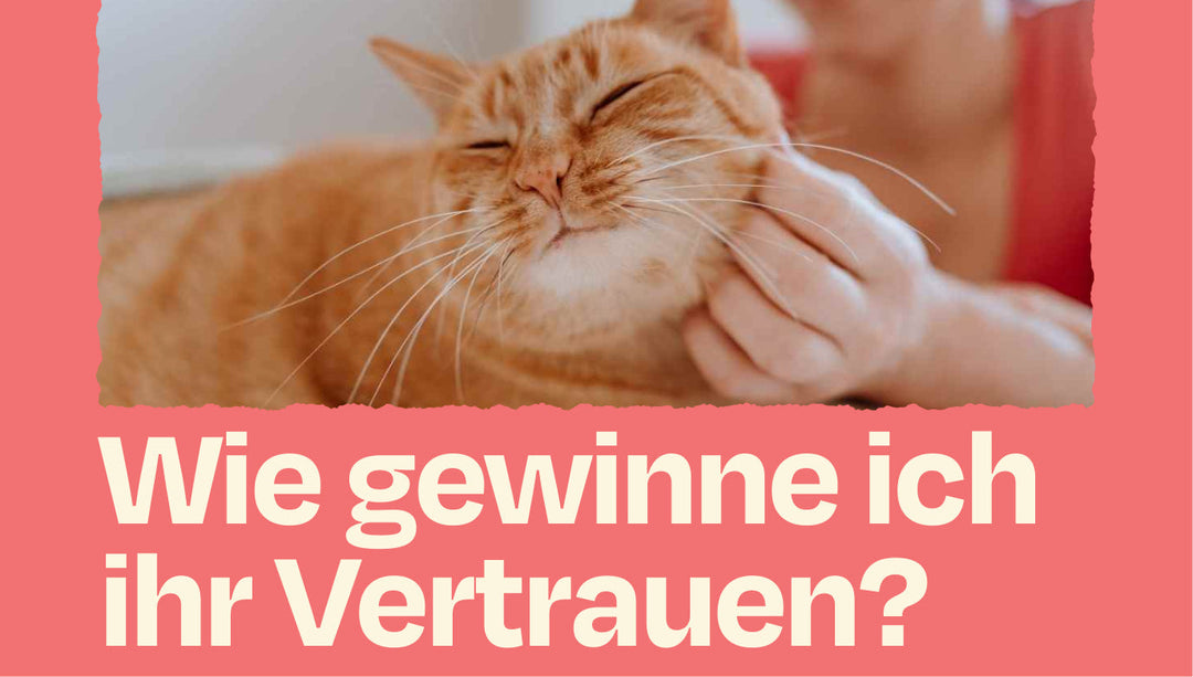So stärkst du eure Verbindung – Katzeneltern Edition 🐾