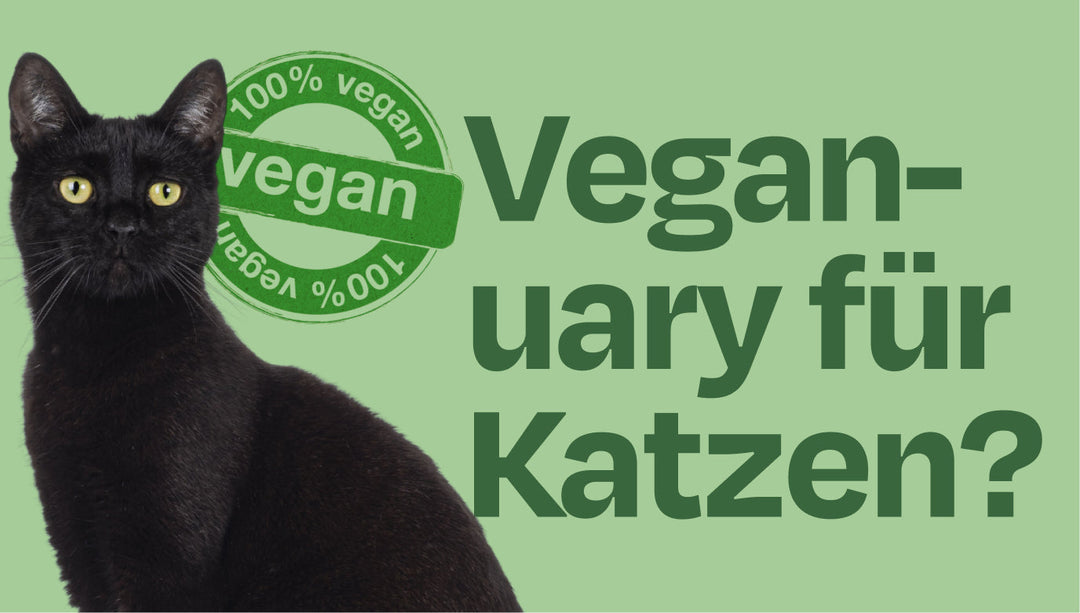 Veganuary für Katzen? Wie gesund ist vegane Ernährung für Stubentiger wirklich?
