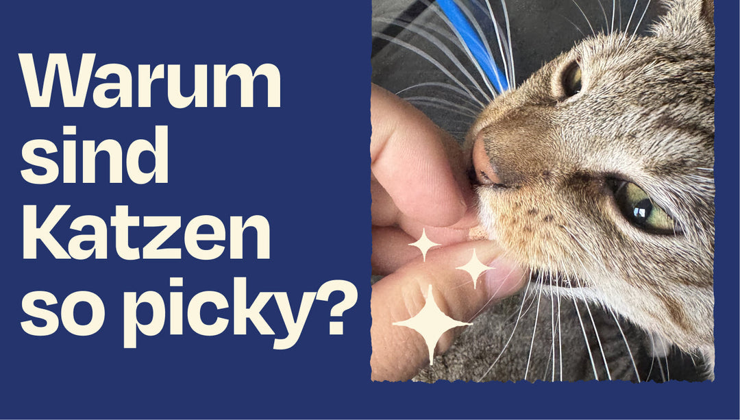 Warum sind Katzen eigentlich so wählerisch?