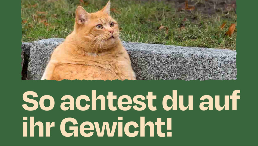 Weightmanagement bei Katzen: Ein Leitfaden für ein gesundes Katzenleben