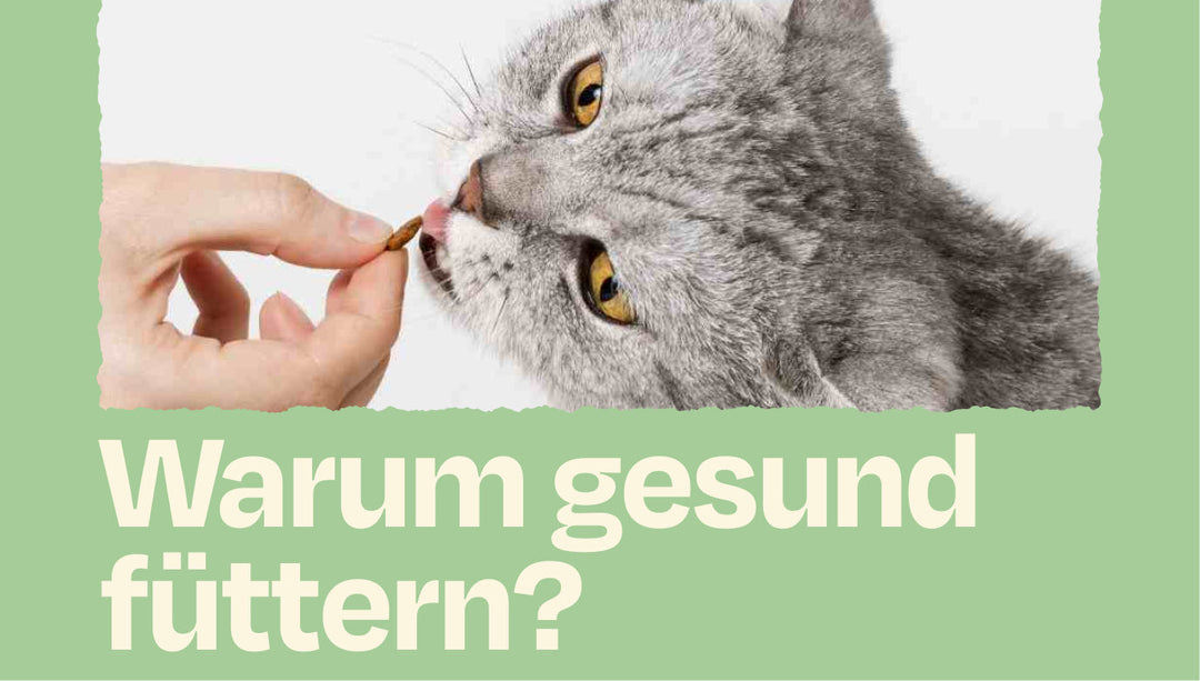 Warum du deine Katze gesund ernähren solltest!
