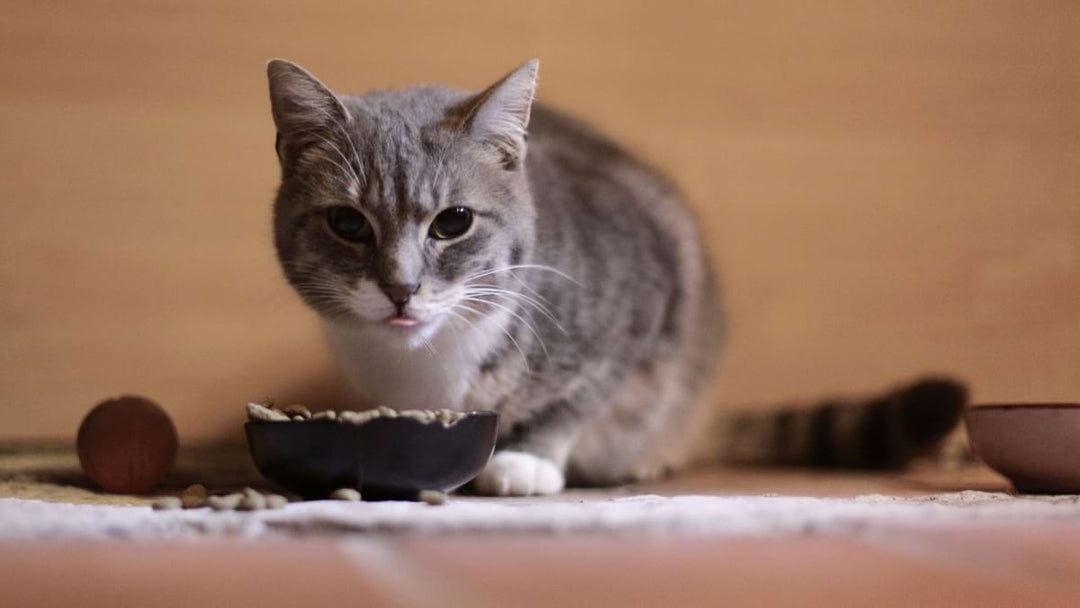 Häufige Mythen rund um die Katzenernährung