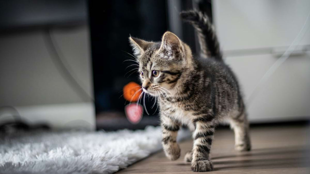 Kitten Ernährung - Die ersten Monate einer Katze