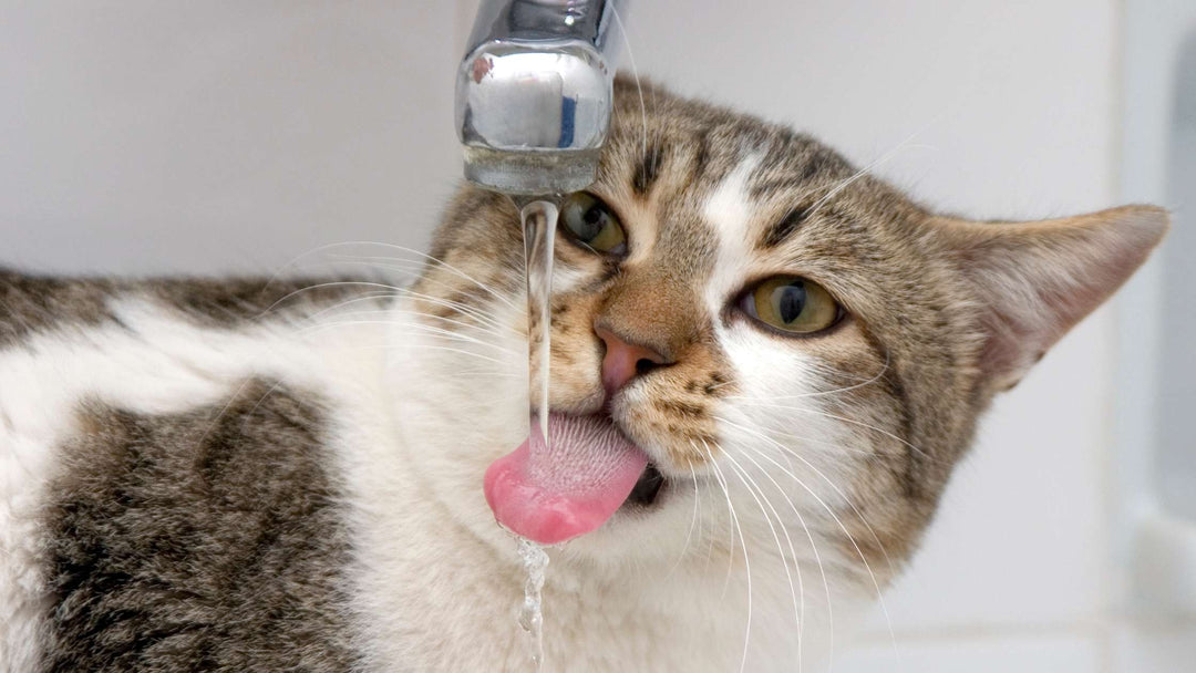 Quenching Kitty's Thirst: A Guide to Getting Your Cat to Embrace the Water Bowl!