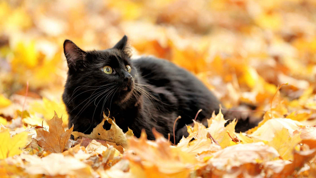 Top Tipps für den Herbst: So machst du deine Katze fit für die kühleren Tage 🍁