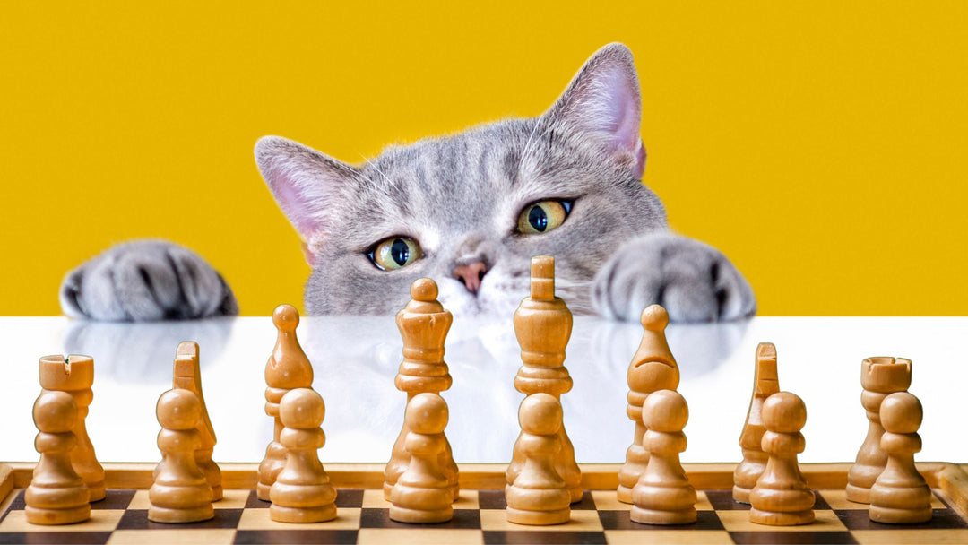 Die Intelligenz der Katzen