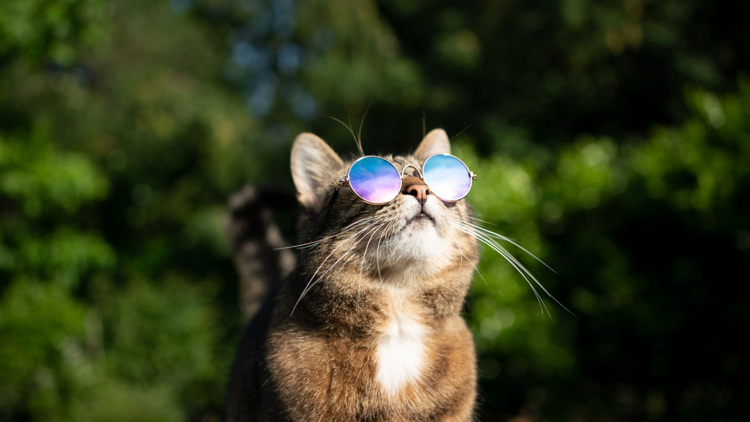 Tierarzt-Tipps, um deine Katze im Sommer kühl zu halten ☀️