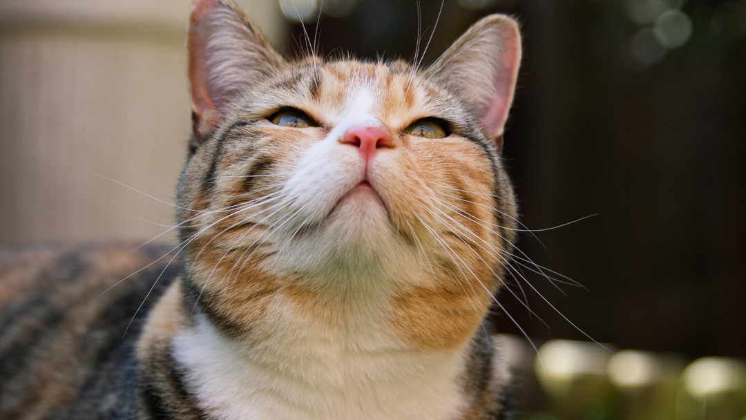 Tipps und Tricks zur Verwendung von Katzenminze