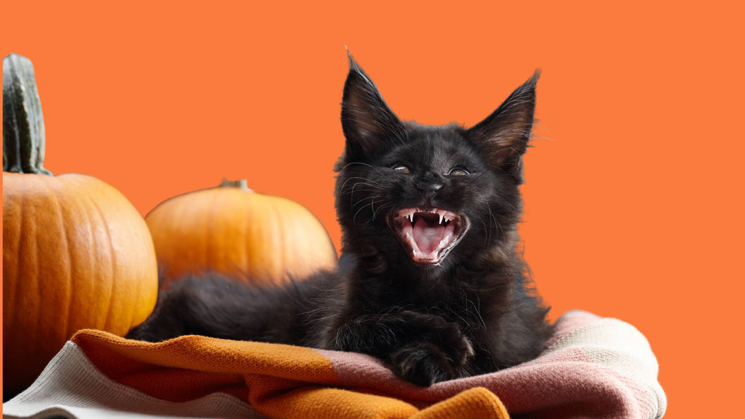Deine Katze sicher durch Halloween begleiten