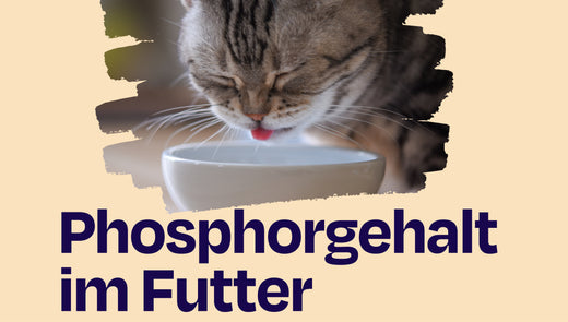 Wie der Phosphorgehalt die Gesundheit deiner Katze beeinflusst (Aus der Sicht einer Tierärztin)